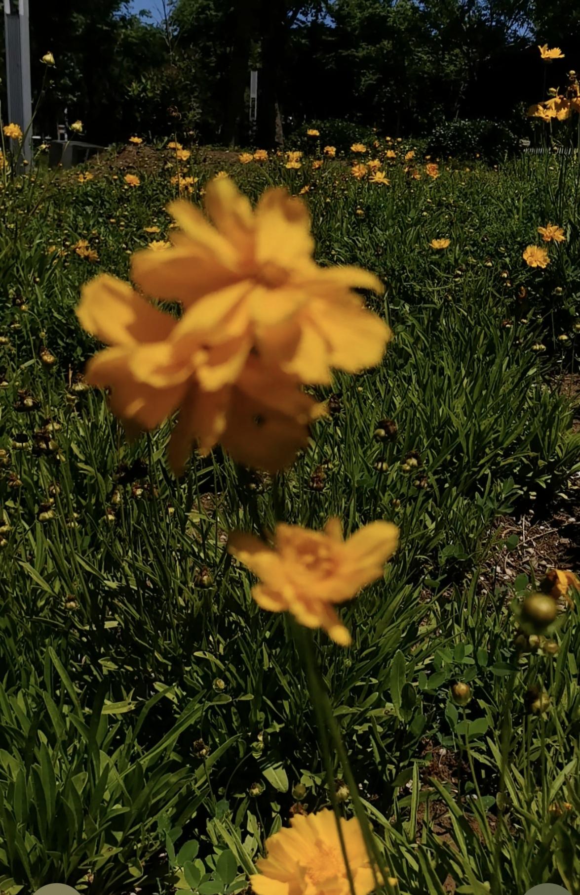 分享一张随手拍的花