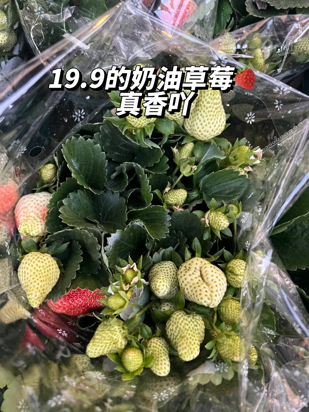 老天奶‼️也没人告诉我还有🍓带果果草莓盆栽