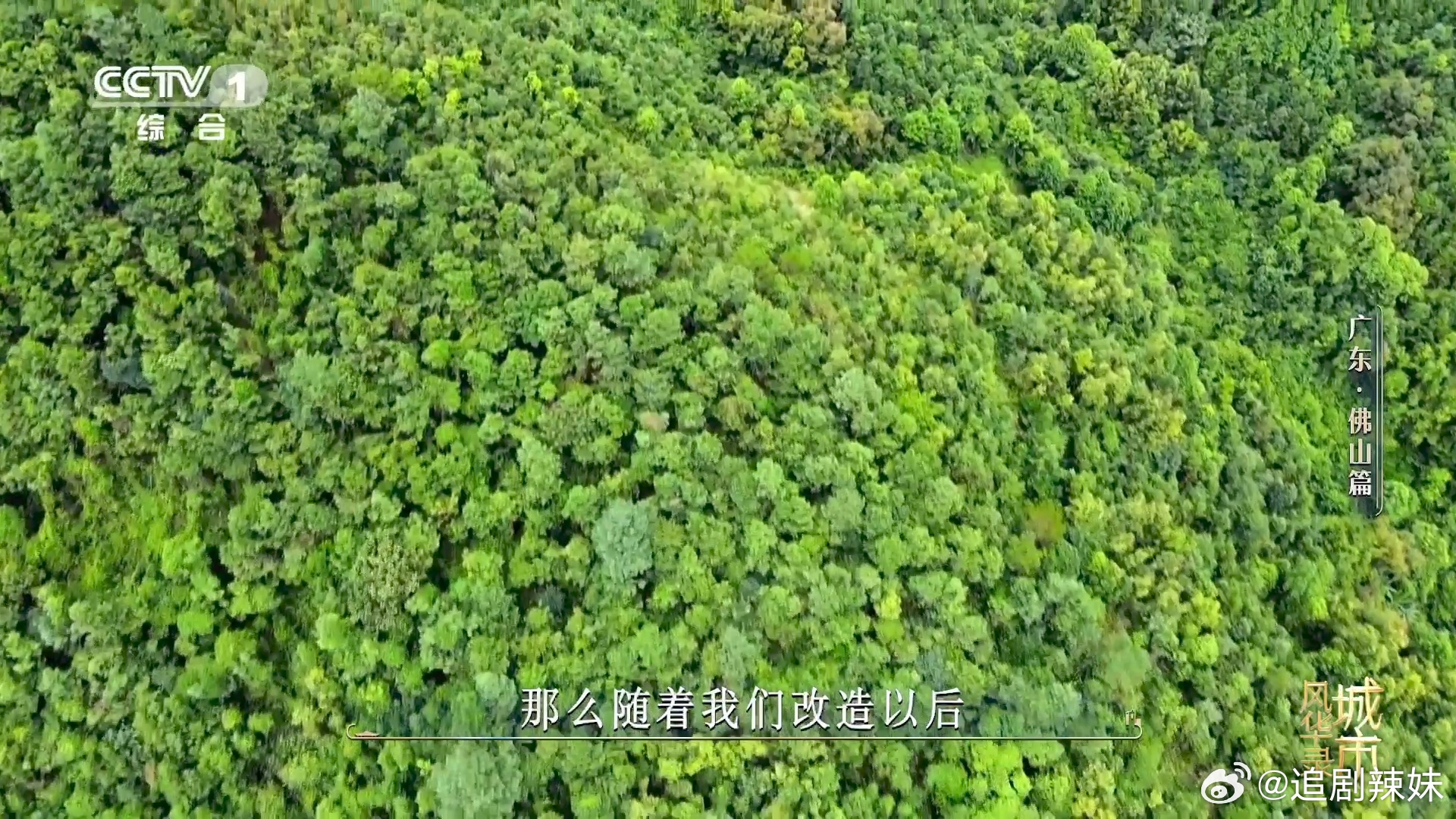 金毛狗是一种植物佛山在荒山种1000多万株树根茎覆满金黄绒毛才叫金毛狗，佛山千万