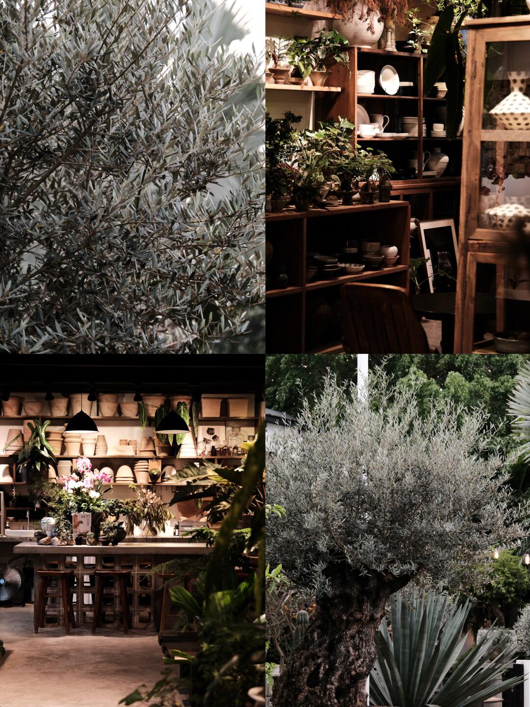 店里的橄榄树，是商品也是最高级的门面装饰