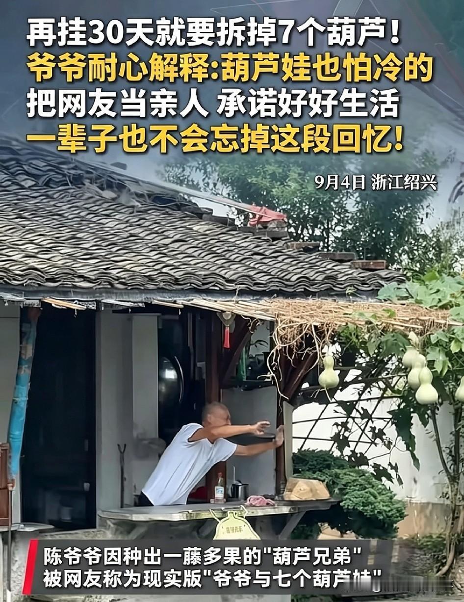 9月4号，浙江绍兴书圣故里，75岁的陈金敖爷爷再过30天霜降之前，他就得把“葫芦