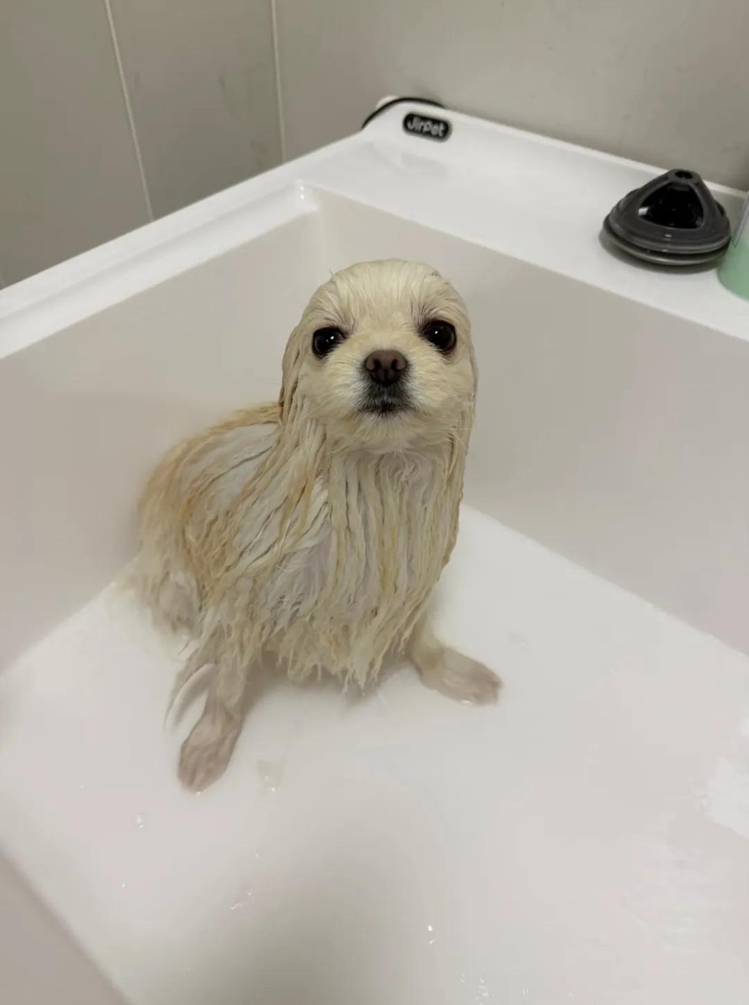 抓了一只海豹，也不知道它爱吃啥？好养吗？