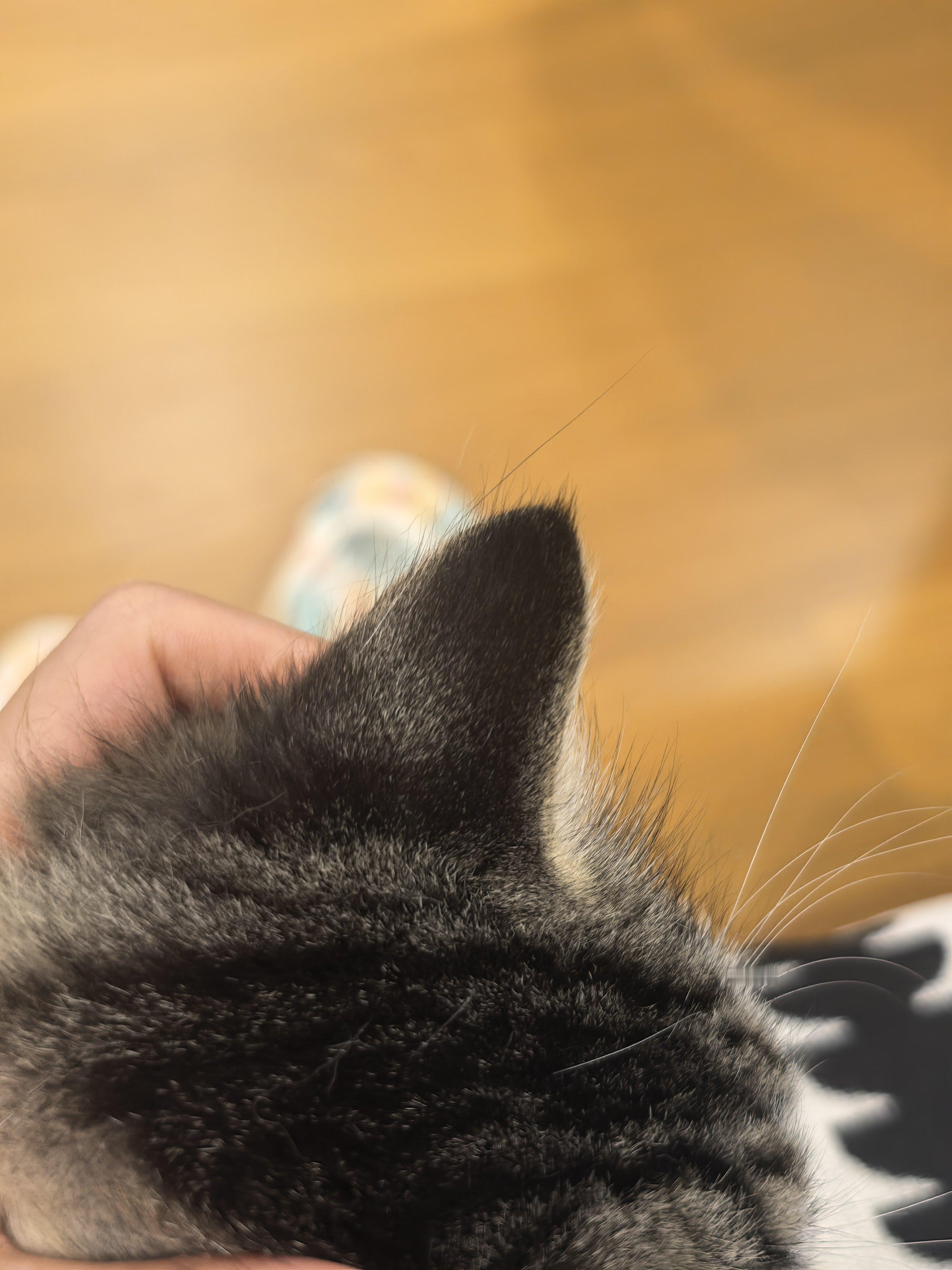 是聪明毛吧？是聪明毛吧！！（欣喜若狂聪明小猫本人正在不聪明地睡觉[老师爱你] ​