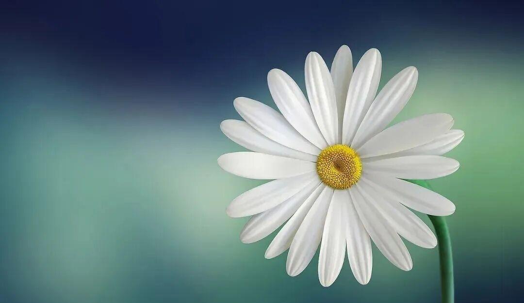 鉴于全职宝妈面临的种种困境，因此现在很多年轻人选择不结婚不生娃，就是不想给自己找