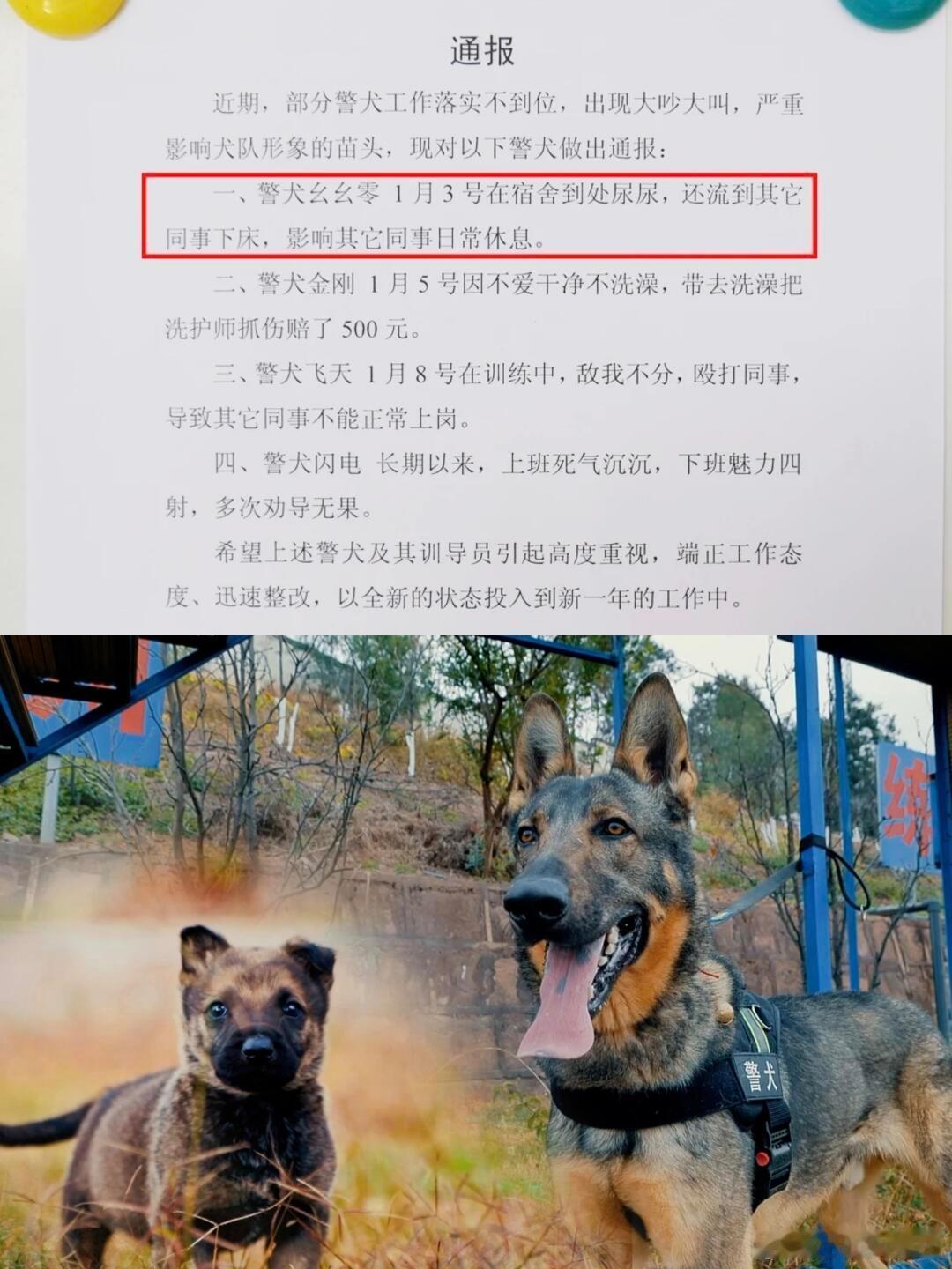警犬在战友床上尿尿连续4周被通报 原谅孩子吧他还是个宝宝啊哈哈哈咋还给孩子通报批
