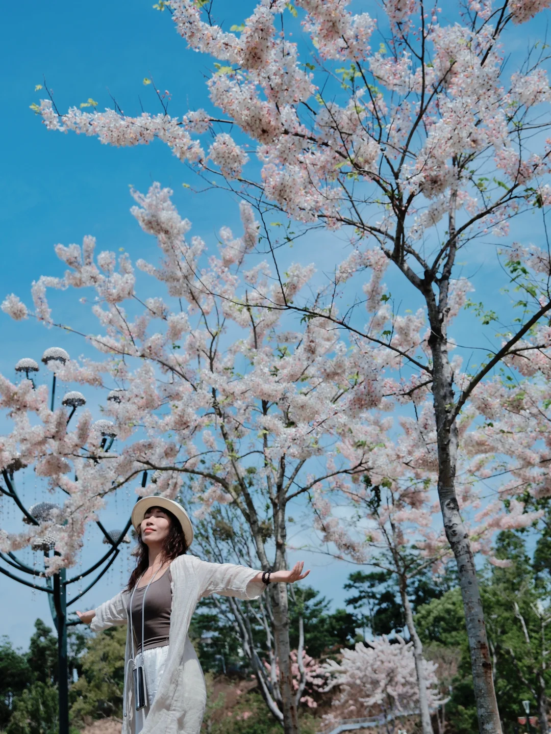 深圳的花期木开了‼️免费包场太好拍了