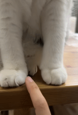 《猫：跟有饼似的搁那戳戳戳！！！》 ​​​