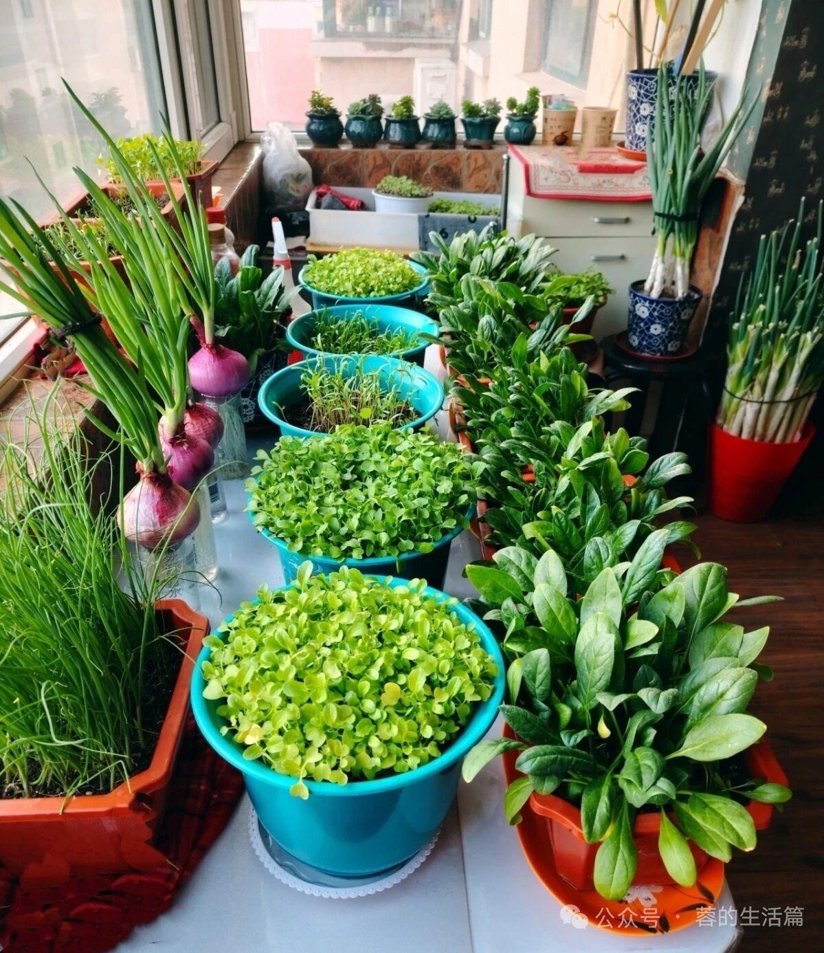 窗台上的绿意盎然，生机勃勃的植物们！🌱🌿🌼