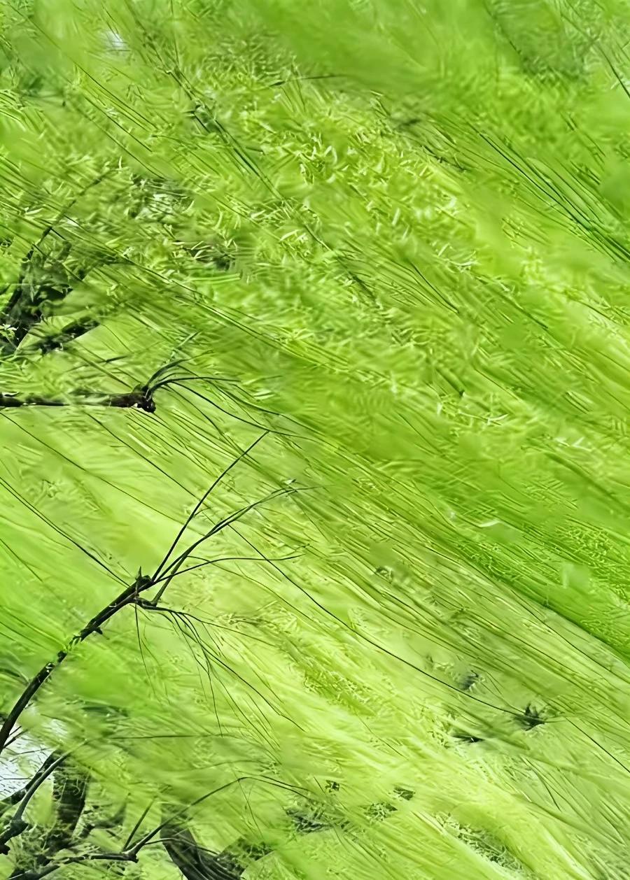 续尾句
天宽地大得自由，
如此足矣何多求！
无端坠入红尘梦，
续尾句
甜酸苦辣何