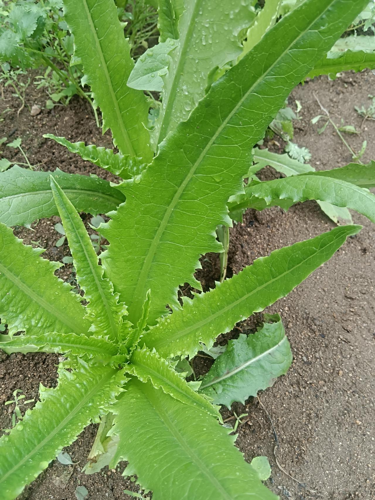 说实在的，住在城市中如果没钱，还不如我住在农村好。看看我种这些菜，都没有化肥，只