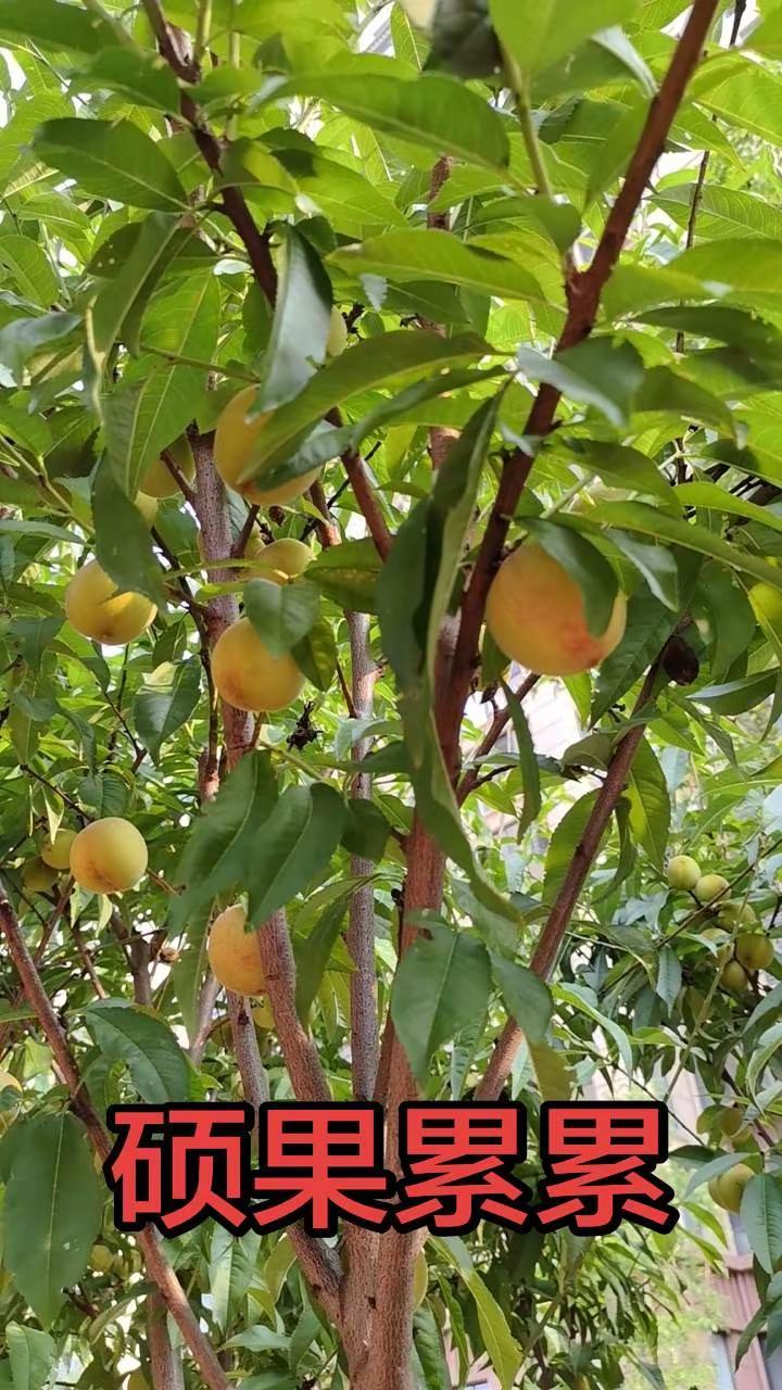 桃子🍑红了就是毛桃不可以吃！