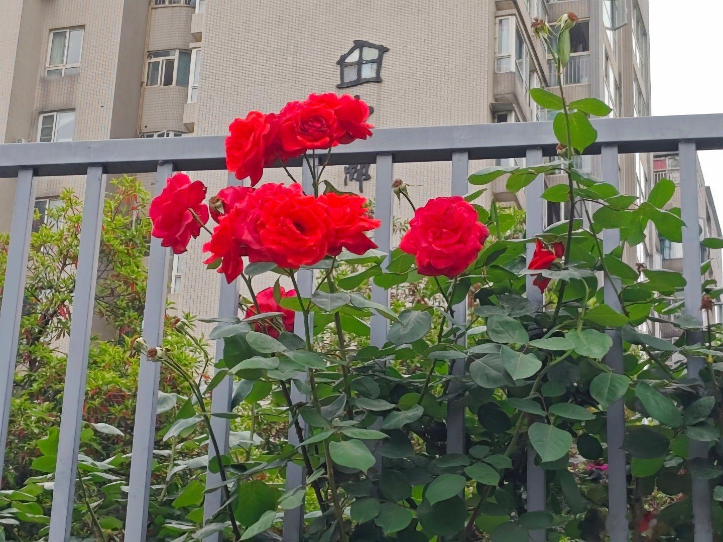 《收藏明艳》前天燥热，昨夜疲乏，今晨细雨，很快放假，都可能懈怠，影响节奏和轨迹，