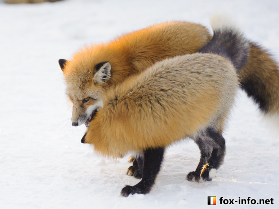 狐狸 尾巴叠一起©️fox_info_net 