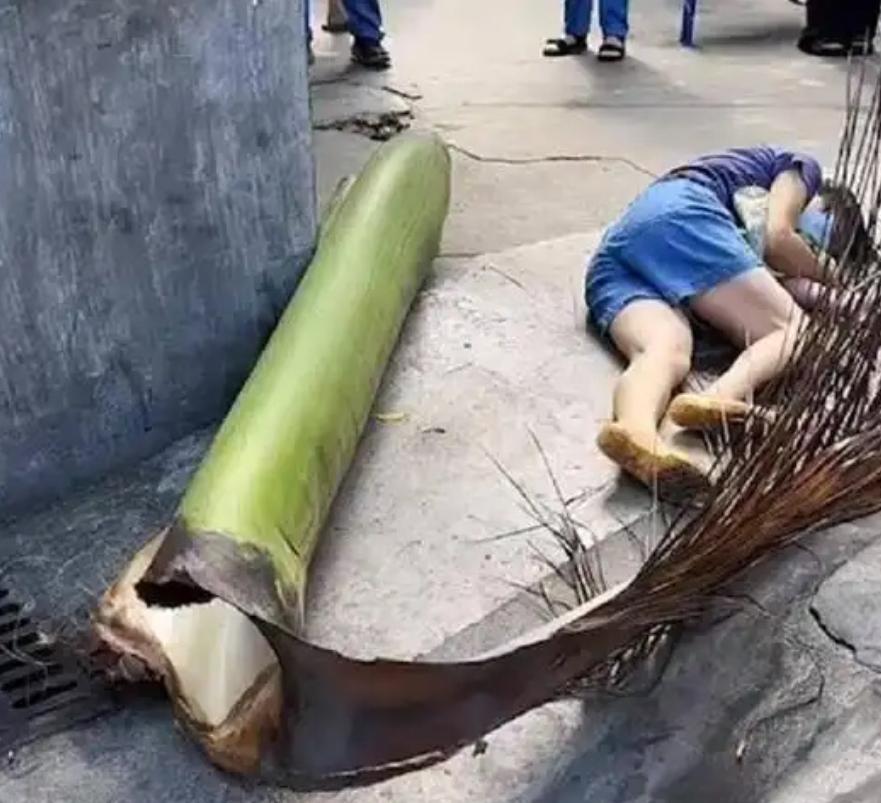 看到图片前：人还能被一片落叶砸伤。
看到图片后，你管这叫落叶。