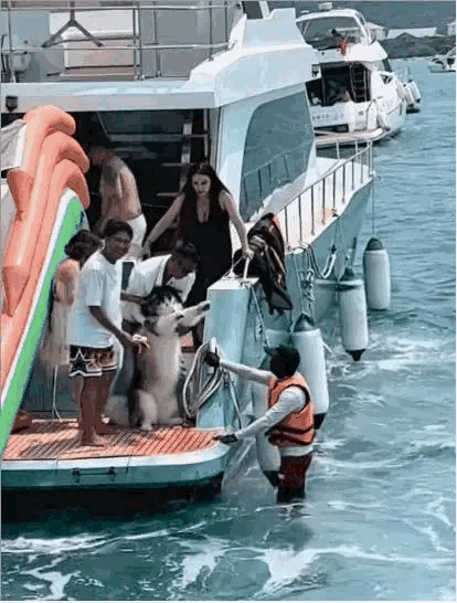 狗子:钱多烧的是吗！​​​