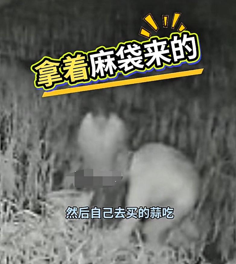 “太缺德了！”山东烟台，70多岁老人辛苦种蒜，却连续被偷了3年，一气之下，女儿在