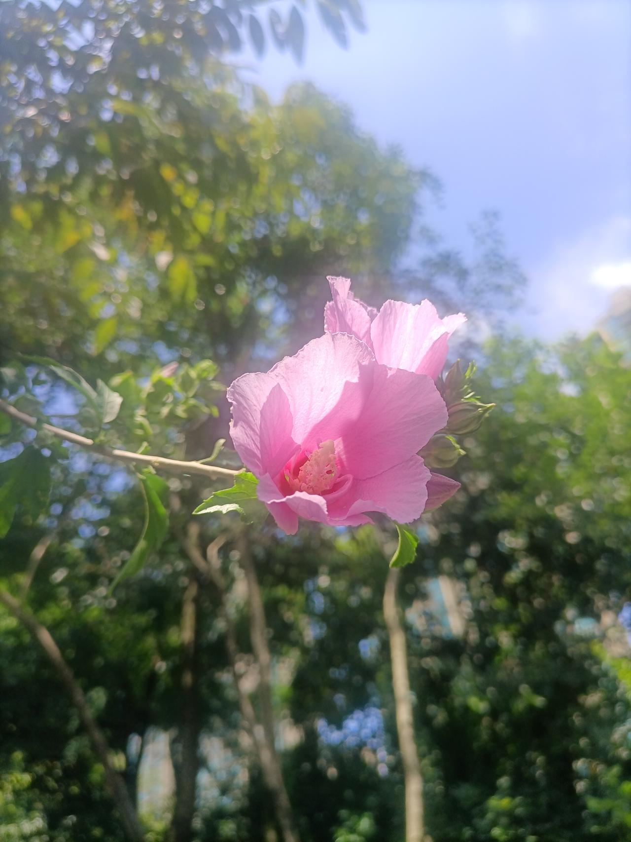 【夏之韵·自己是一切的根源】夏日生活打卡季
意识到自己是一切的根源，自己变了，一