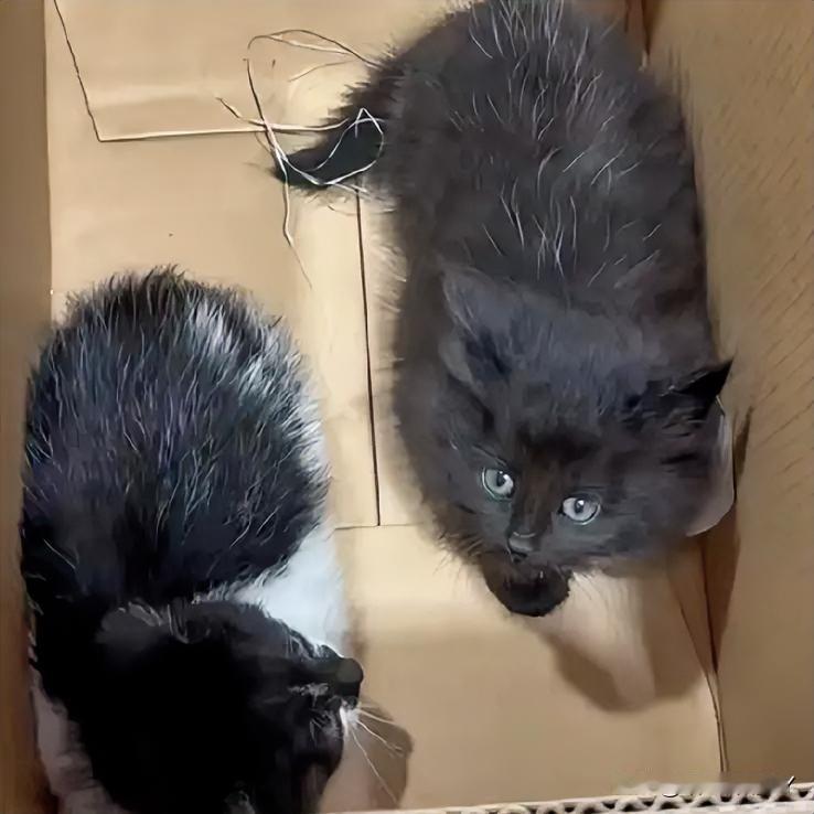 高速行驶一百多公里，引擎盖里竟藏俩“小碰瓷”！

一位女子开了一整天高速，总隐隐