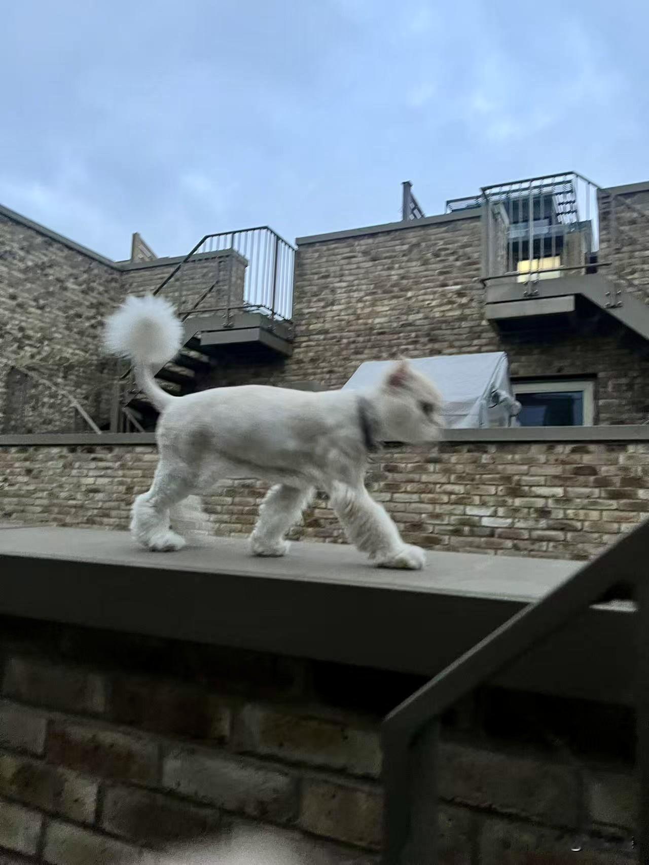Kitty换了个新发型，气宇轩昂去巡视。