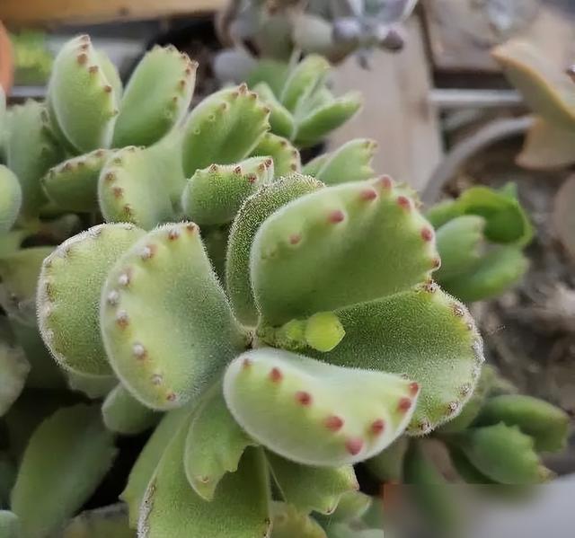这两天下秋雨，我看楼下阿姨把刚开的仙客来搬出去淋，赶紧跑过去喊她——可别乱给花淋