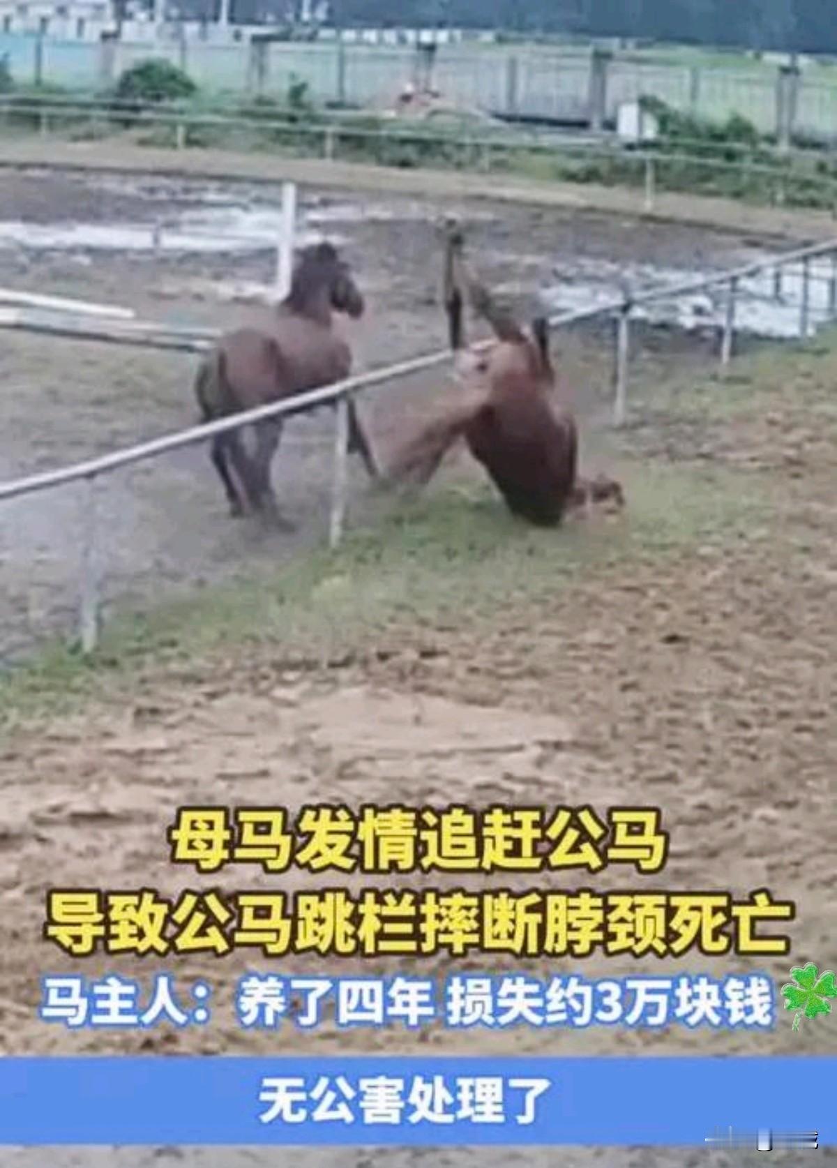 这或许是命运最令人心碎的一次捉弄。在安徽一处马场，一匹处于发情期的母马对一匹公马