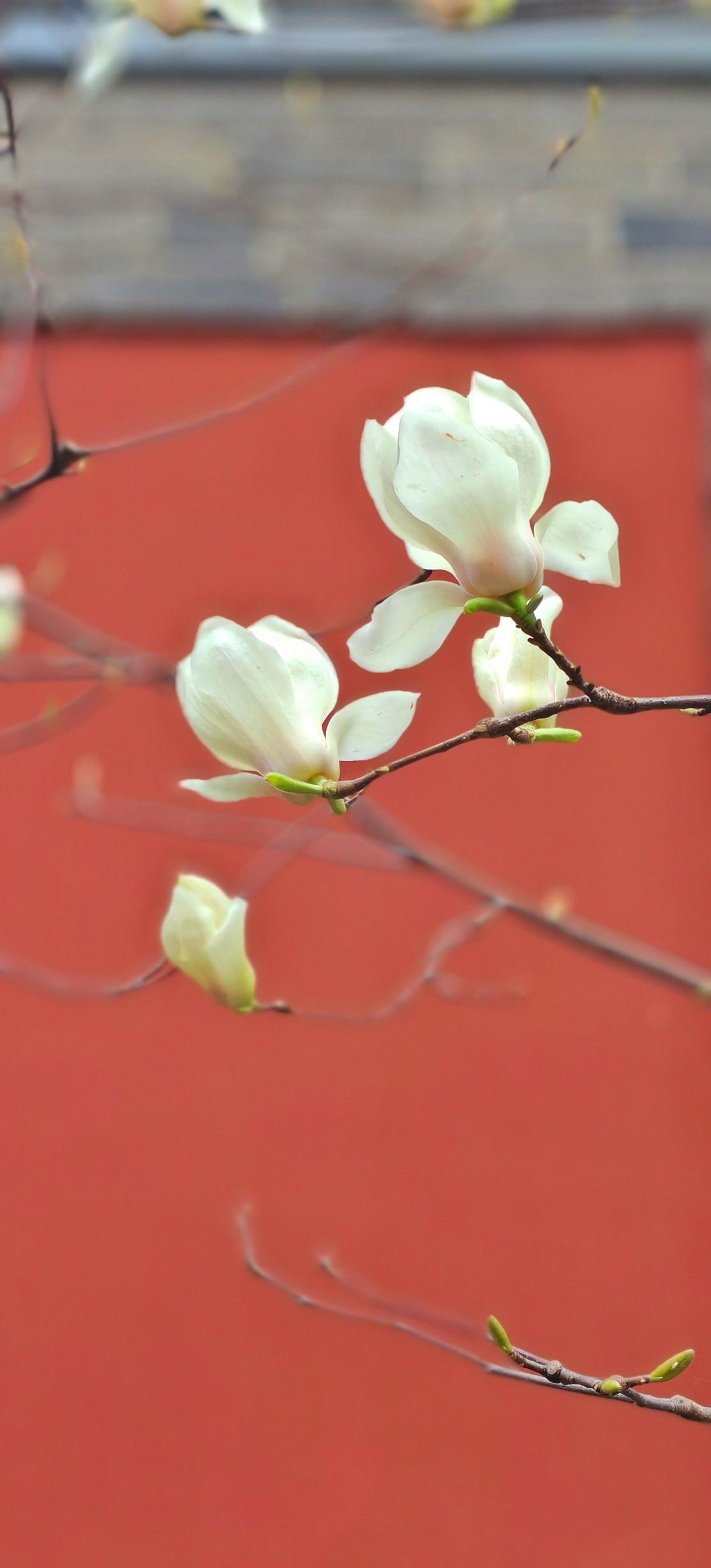 广仁寺|哪怕周一，也挡不住这一茬又一茬的玉兰花海！都说西安的春天属于广仁寺，今天