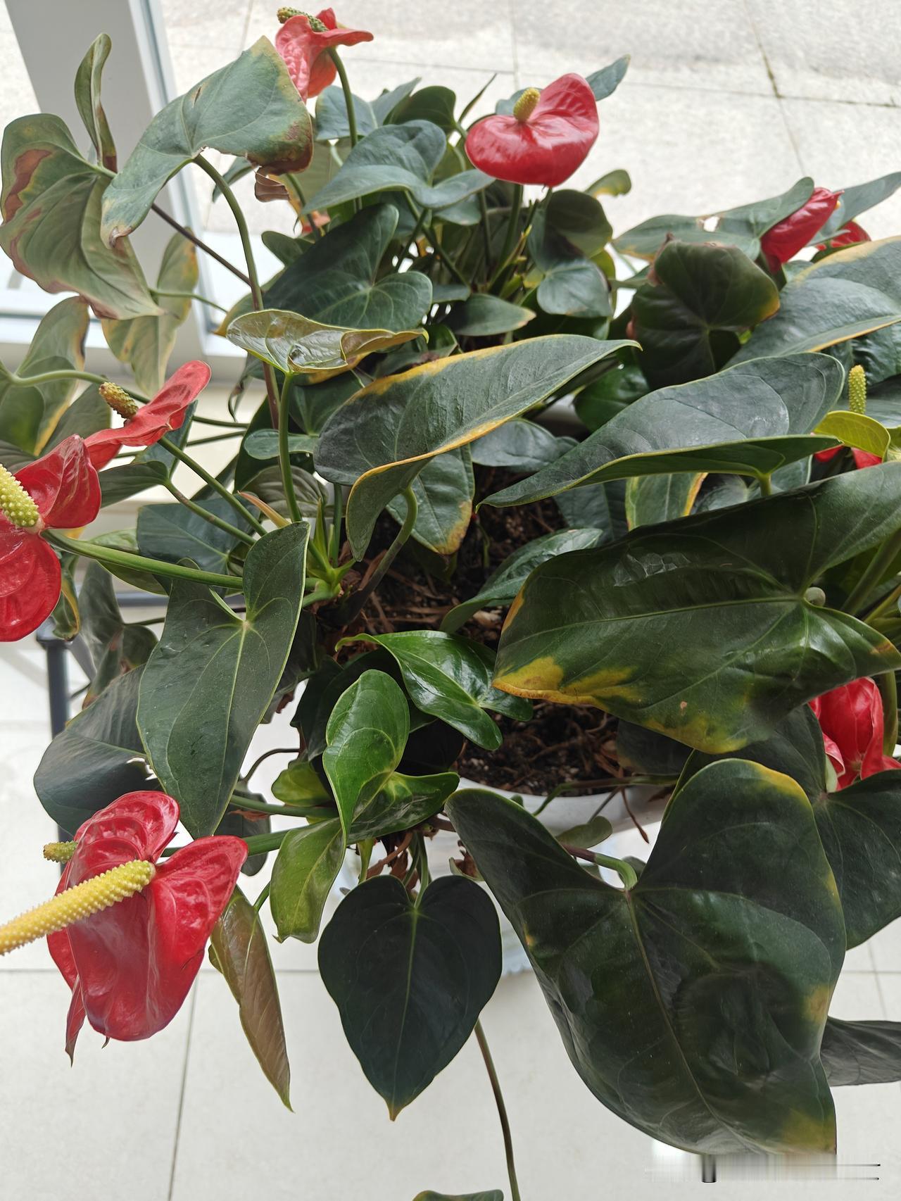 晒图笔记大赛 绿植新宠 红掌绿植，生机勃勃，增添一抹绿意！