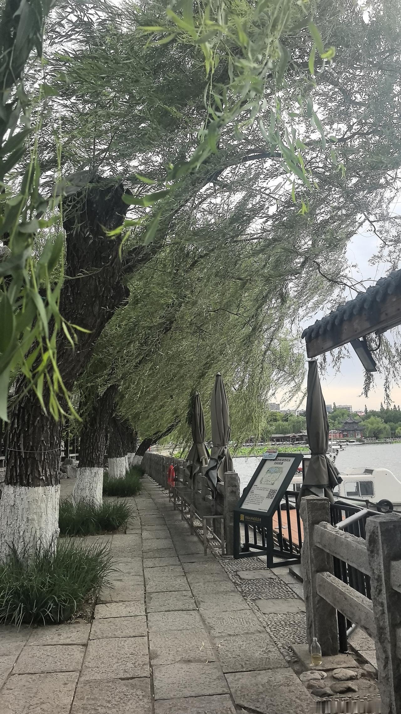 大明湖随拍