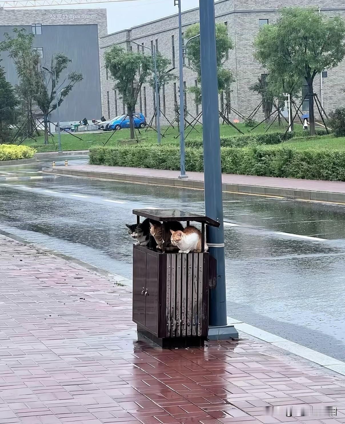 完全可以将垃圾桶的设计重新改造一下，让小流浪猫可以避雨。
其实有很多躲雨的地方地