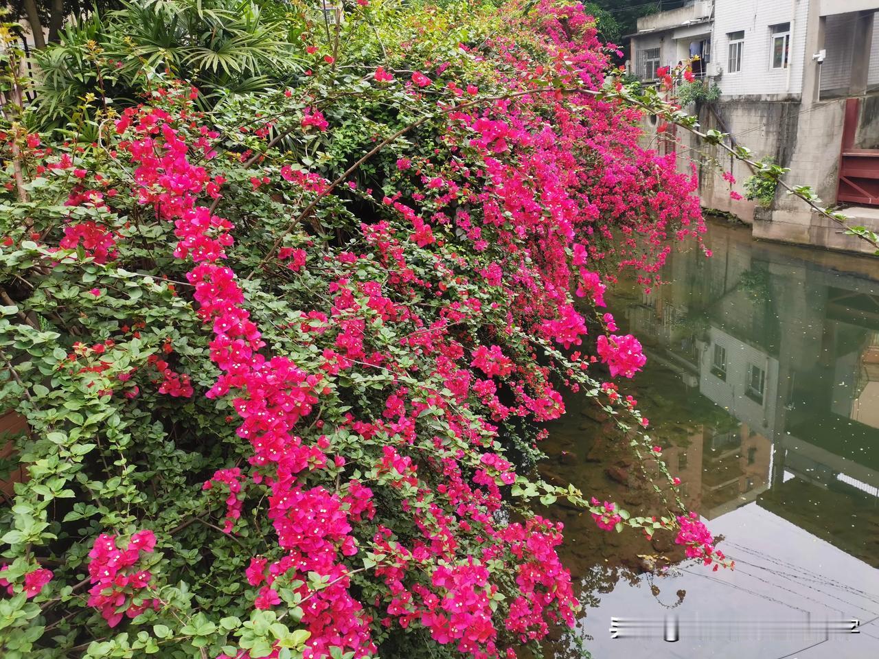 #春日茶话会#春花大开，风景大好。让人想到这首诗：胜日寻芳泗水滨，无边光景一时新