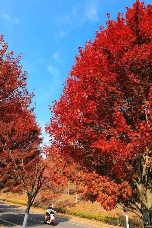 #秋日生活打卡#七律·秋兴
（新韵）
郭小林（沈阳）

玉露金风锁碧埃，
枫红水