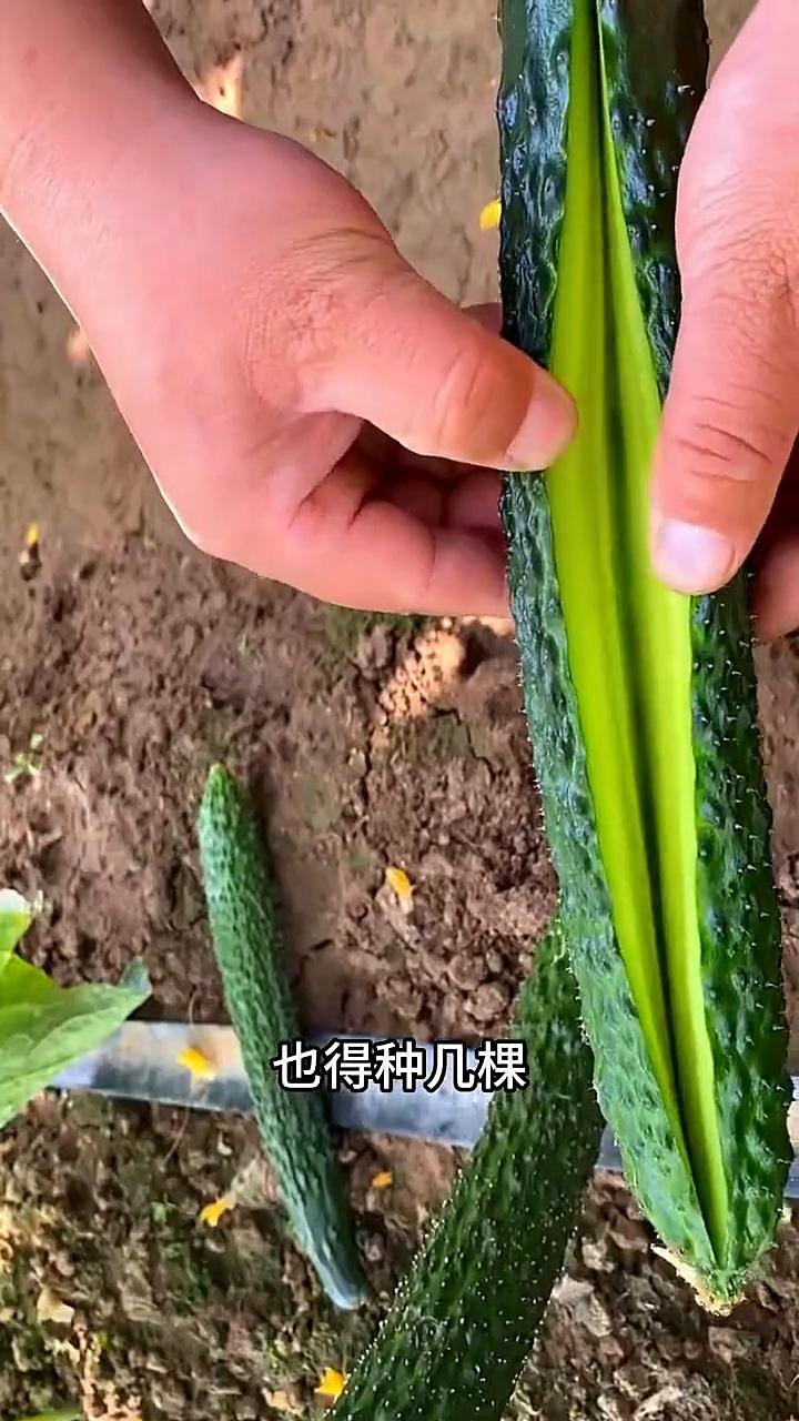这个春天你什么都不种也得种几棵蜜刺黄瓜，因为它是个老品种，口感好，有着浓浓的黄瓜