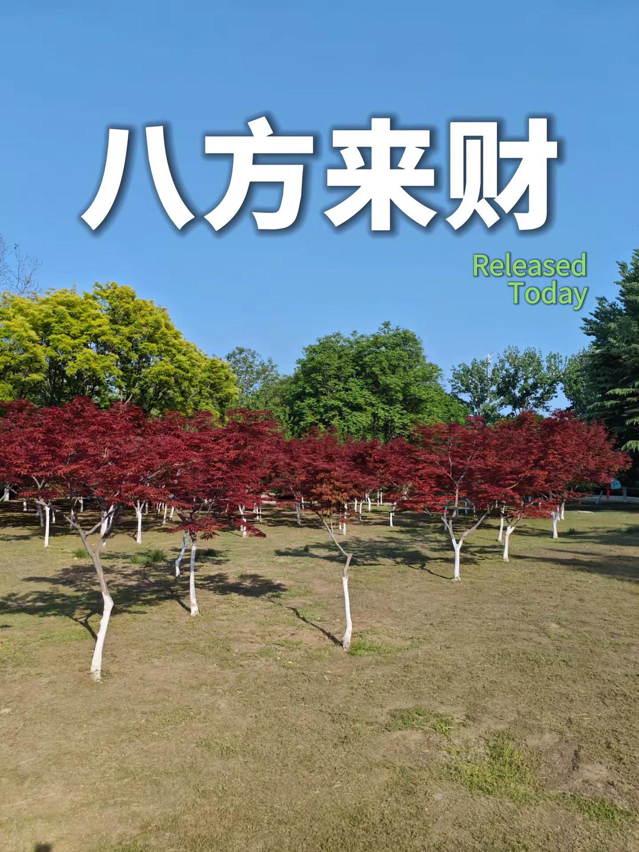 八方来财。谁知道这是什么 在大自然里chill一下 你能叫出它的名字吗 图文热点