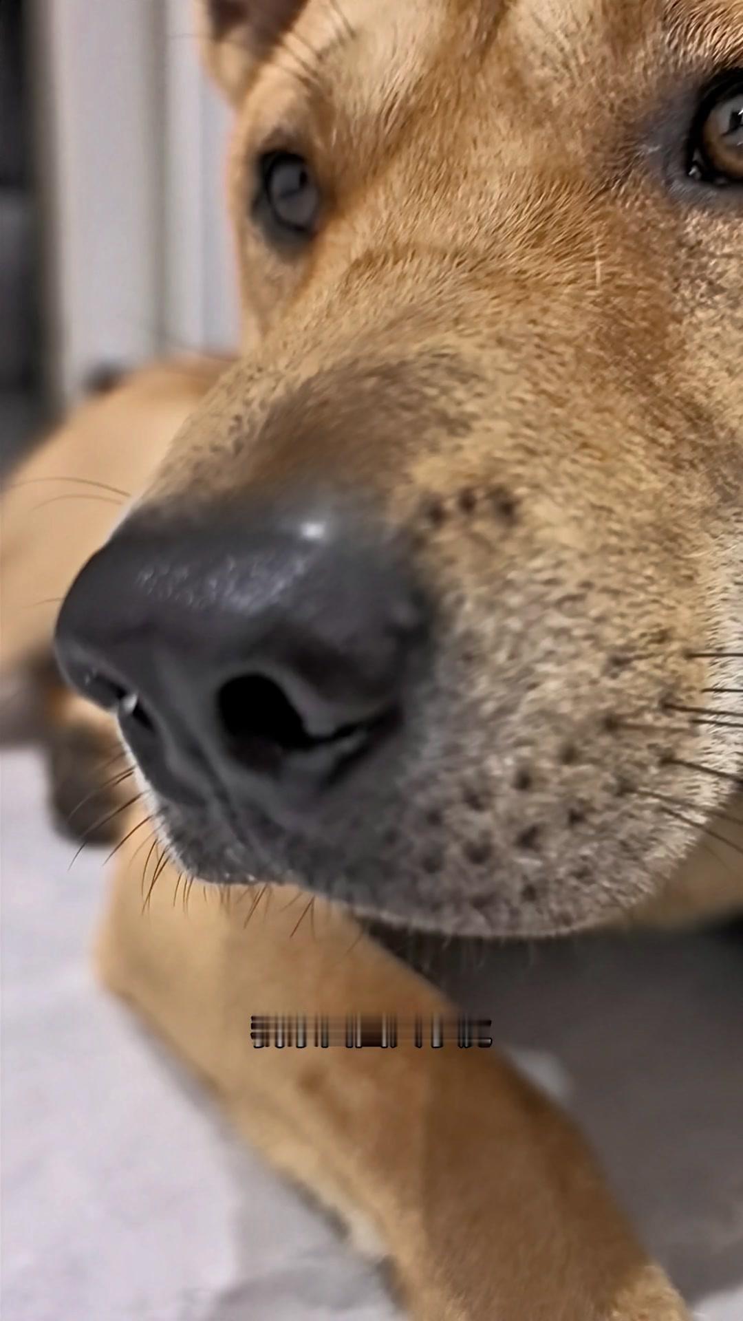 😷我家田园犬小虎晚上锻炼回家流鼻水了，变成一只水灵灵的小狗，不用担心它没有感冒