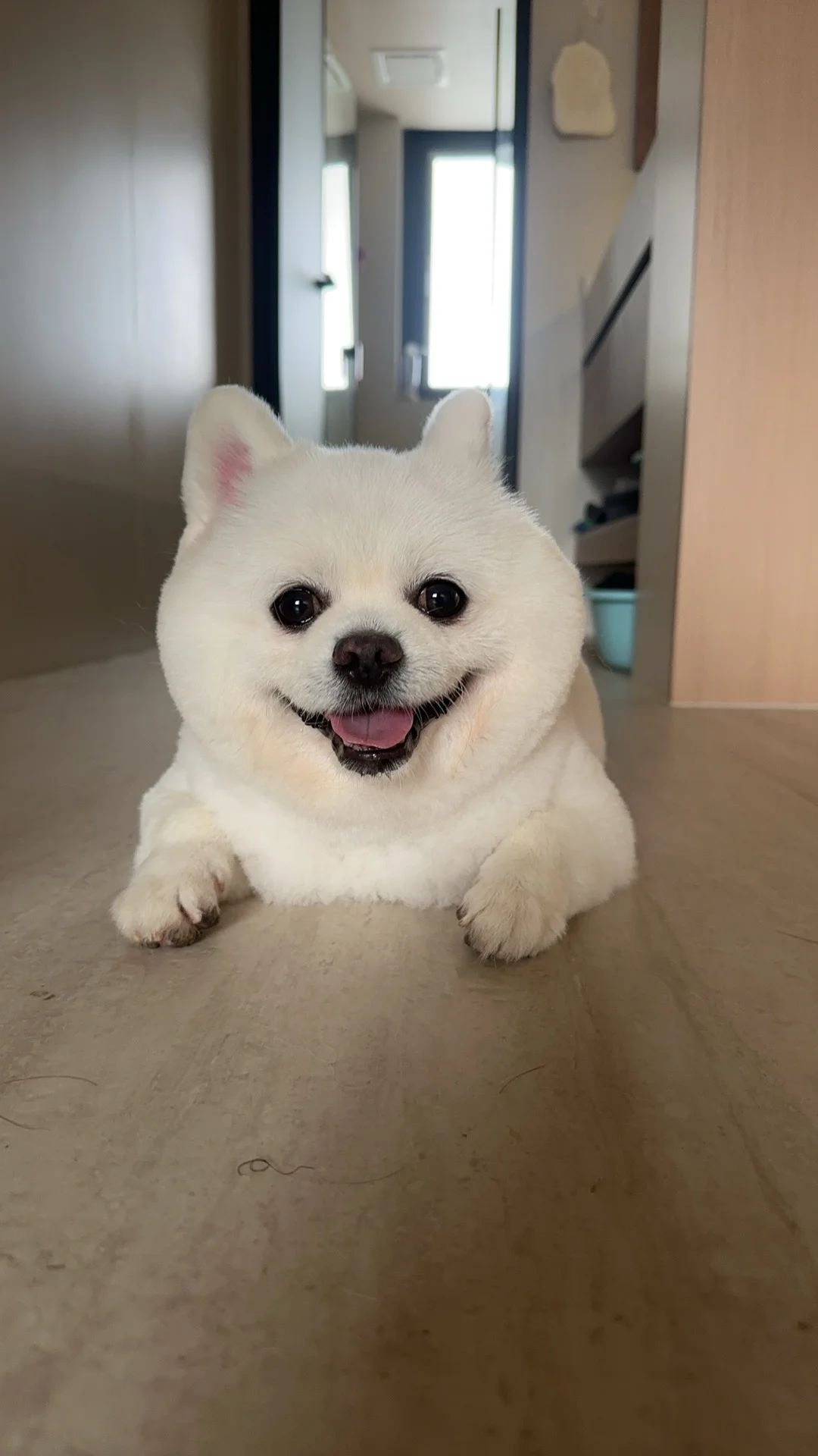 谁家养了颗大白兔奶糖