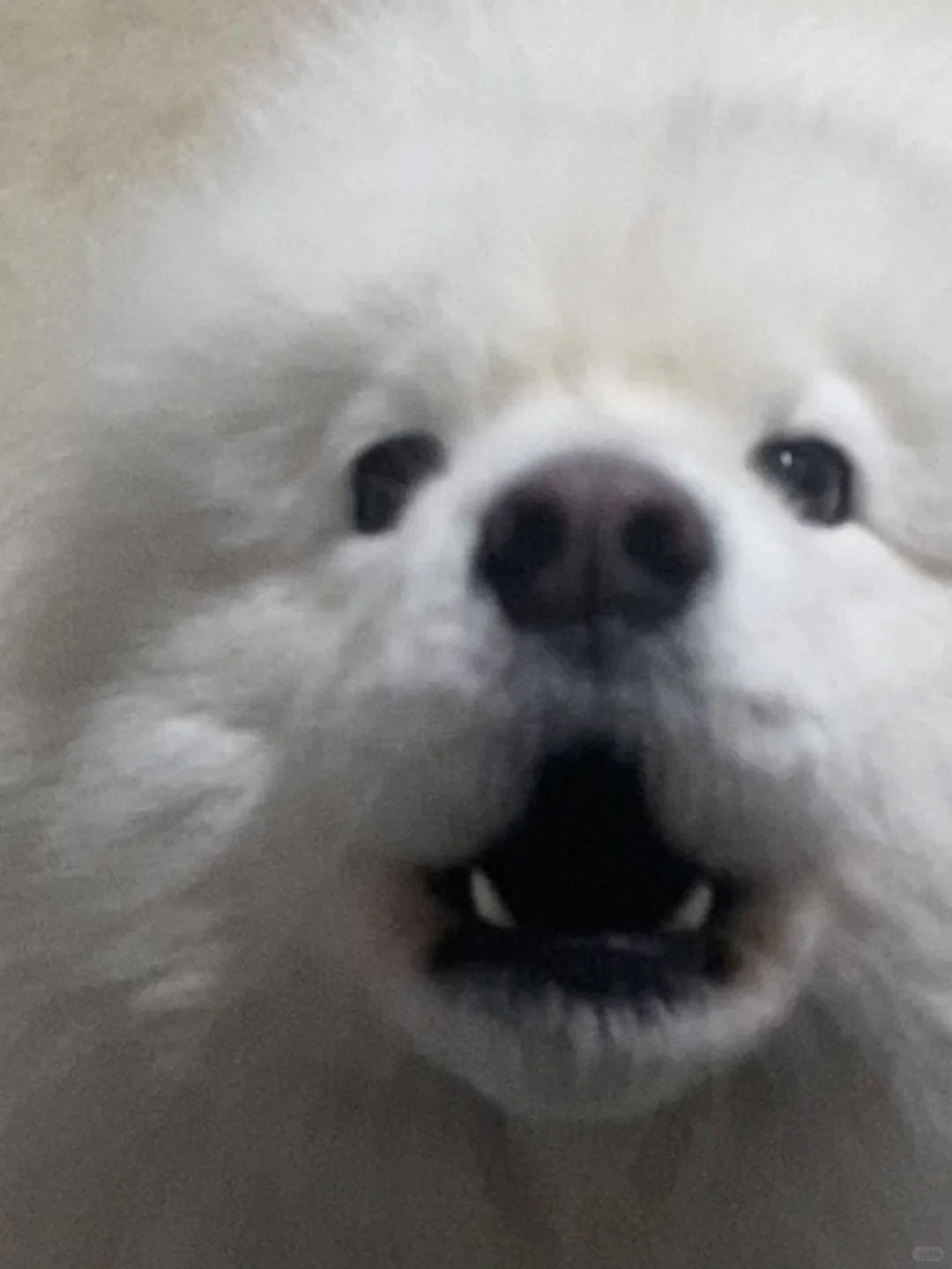 鼻子是鼻子 眼睛是眼睛 嘴巴是嘴巴的