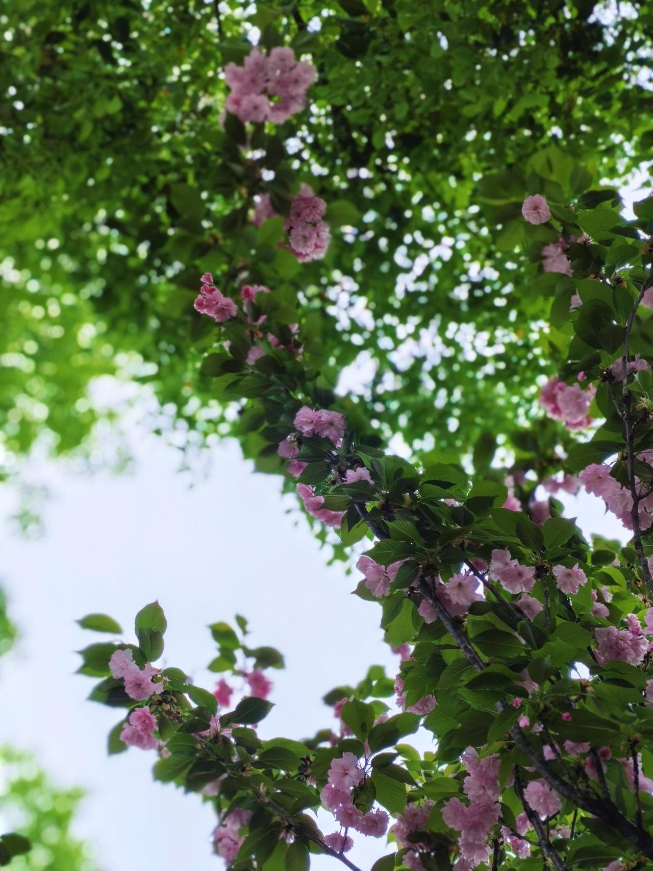 风路过花时，
慢了半拍，
把春的温柔，
轻轻揉进了时光里。