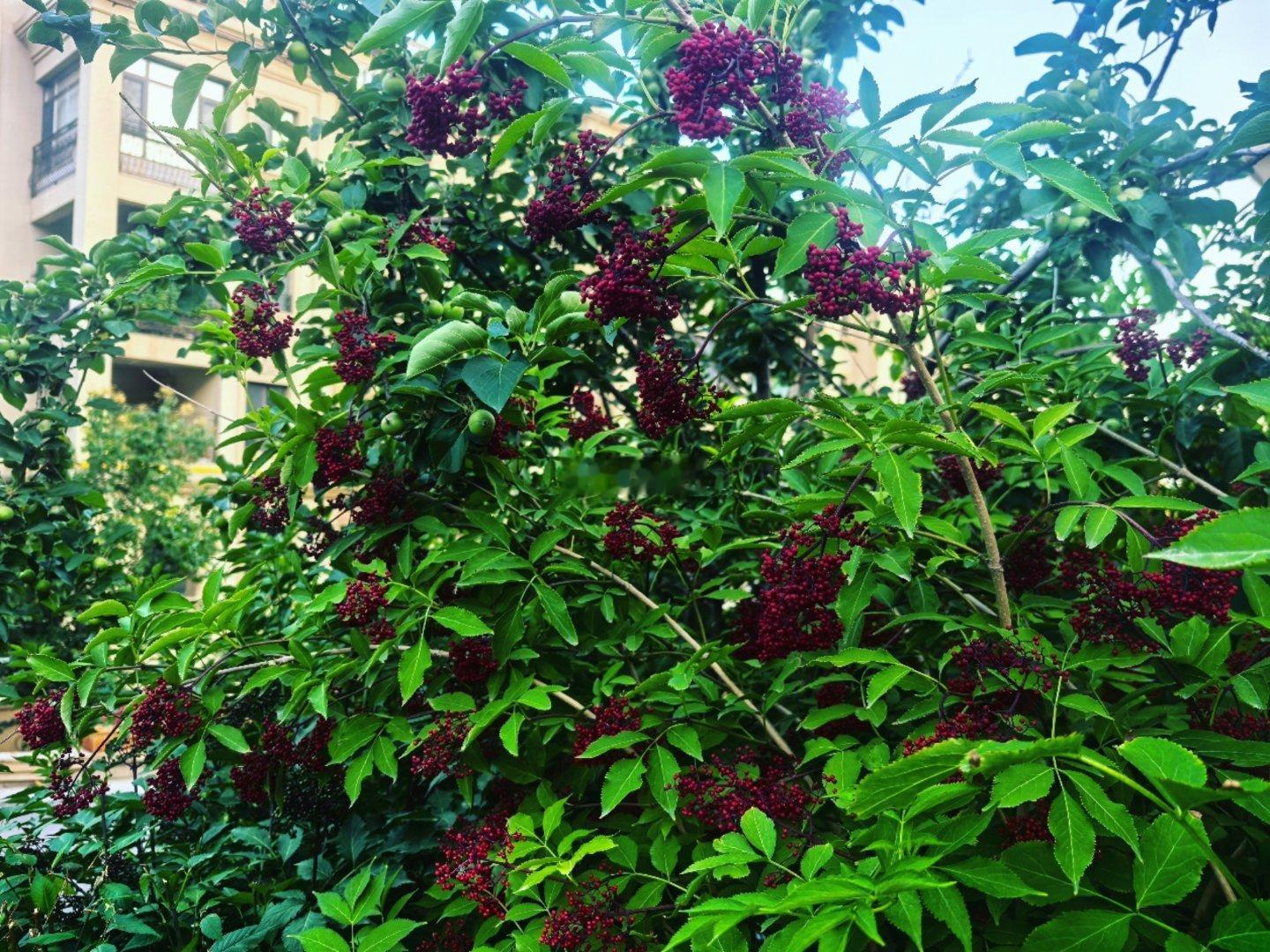 在娘家吧，弟媳妇说我妈偏心我，把我恨之入骨。在婆家吧，小姑子也说她妈偏心我，说我