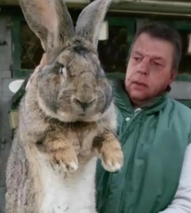 澳大利亚野兔成灾，数量曾超过100亿只，可却无人愿意食用，当地人给出的解释是：实