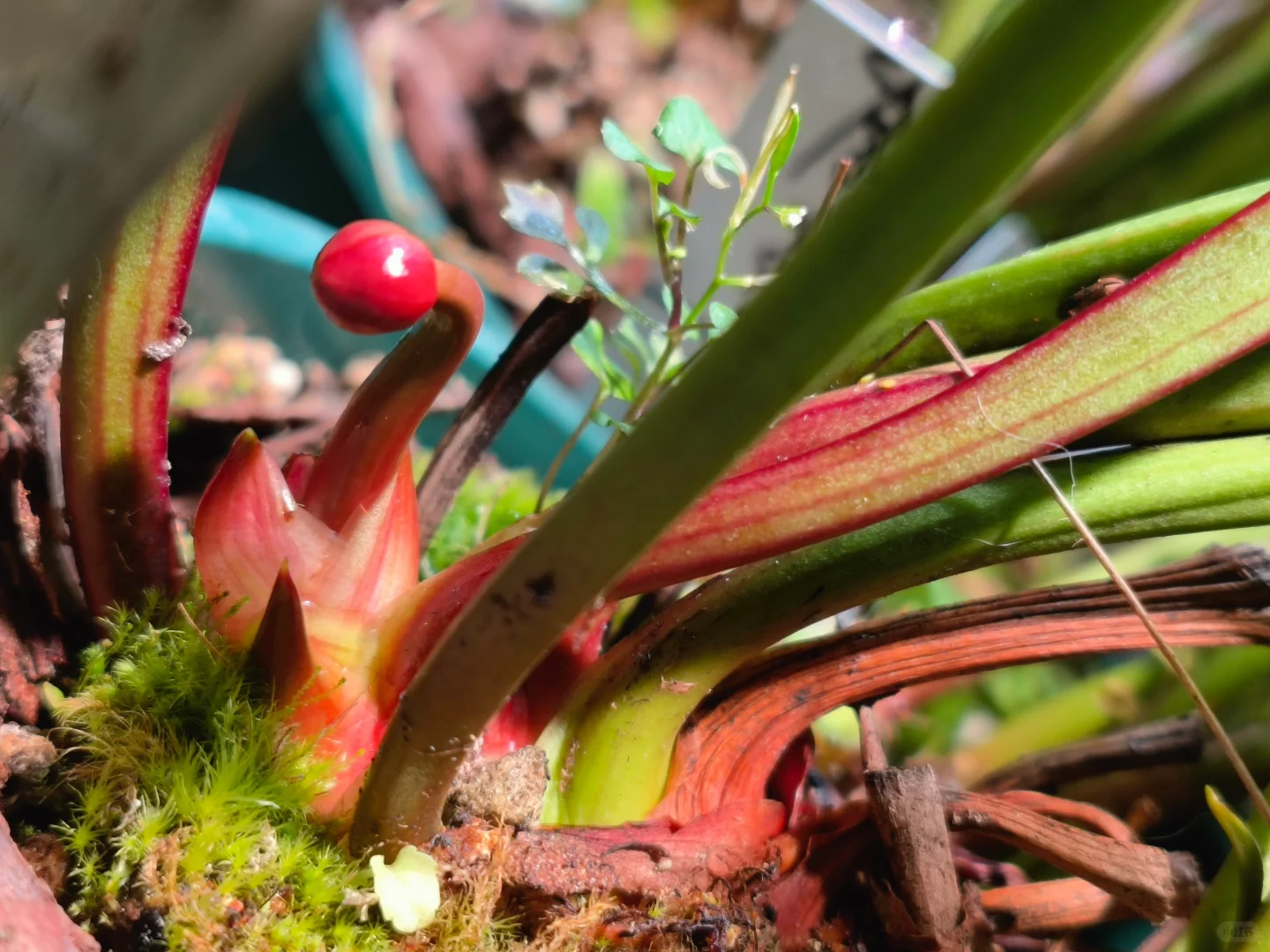 万众瞩目的花苞