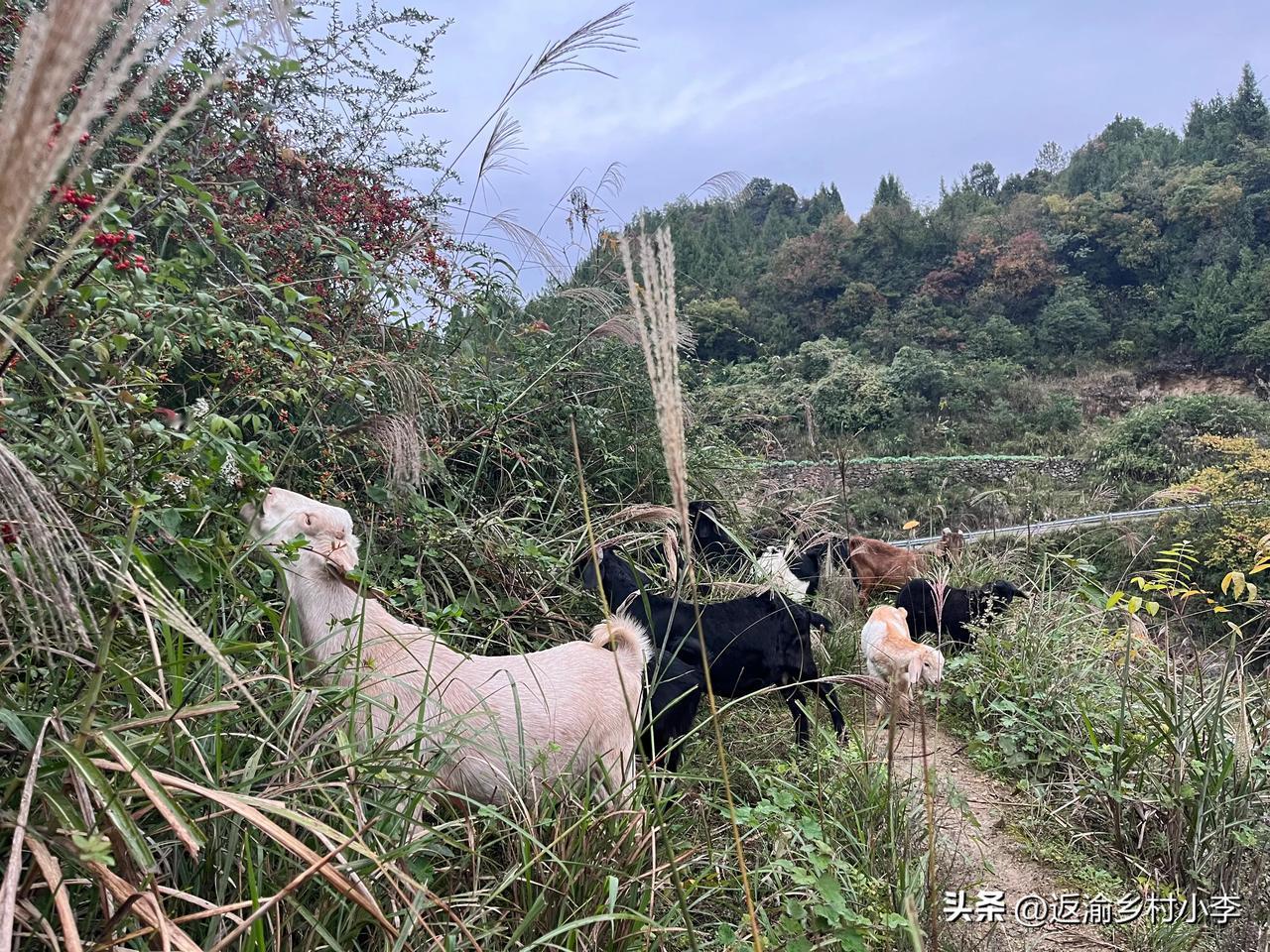 你这羊肉太贵了吧！超市里的羊肉才什么价格？
   养了一年半的跑山羊，长到108