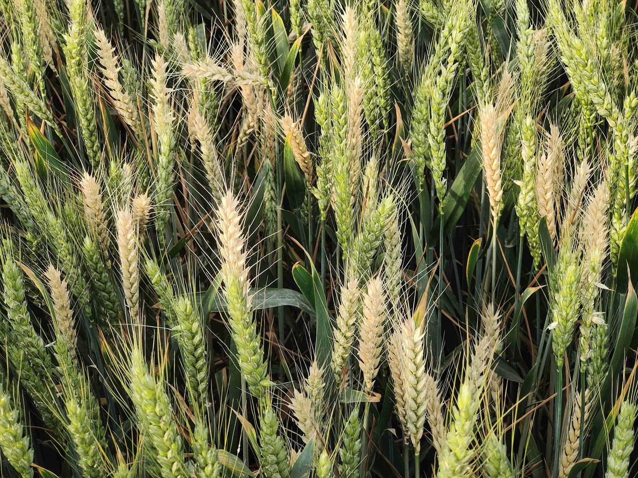 进入四月，阴雨天气特别多，整个四月份，没有几个晴天，不是阴天，就是下雨，天空灰蒙