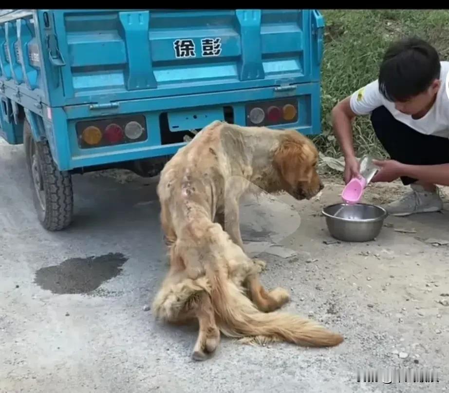 这只狗到底是被走丢还是被抛弃，身上没有一点肉就一层皮包着骨，小哥看它可怜收留后给