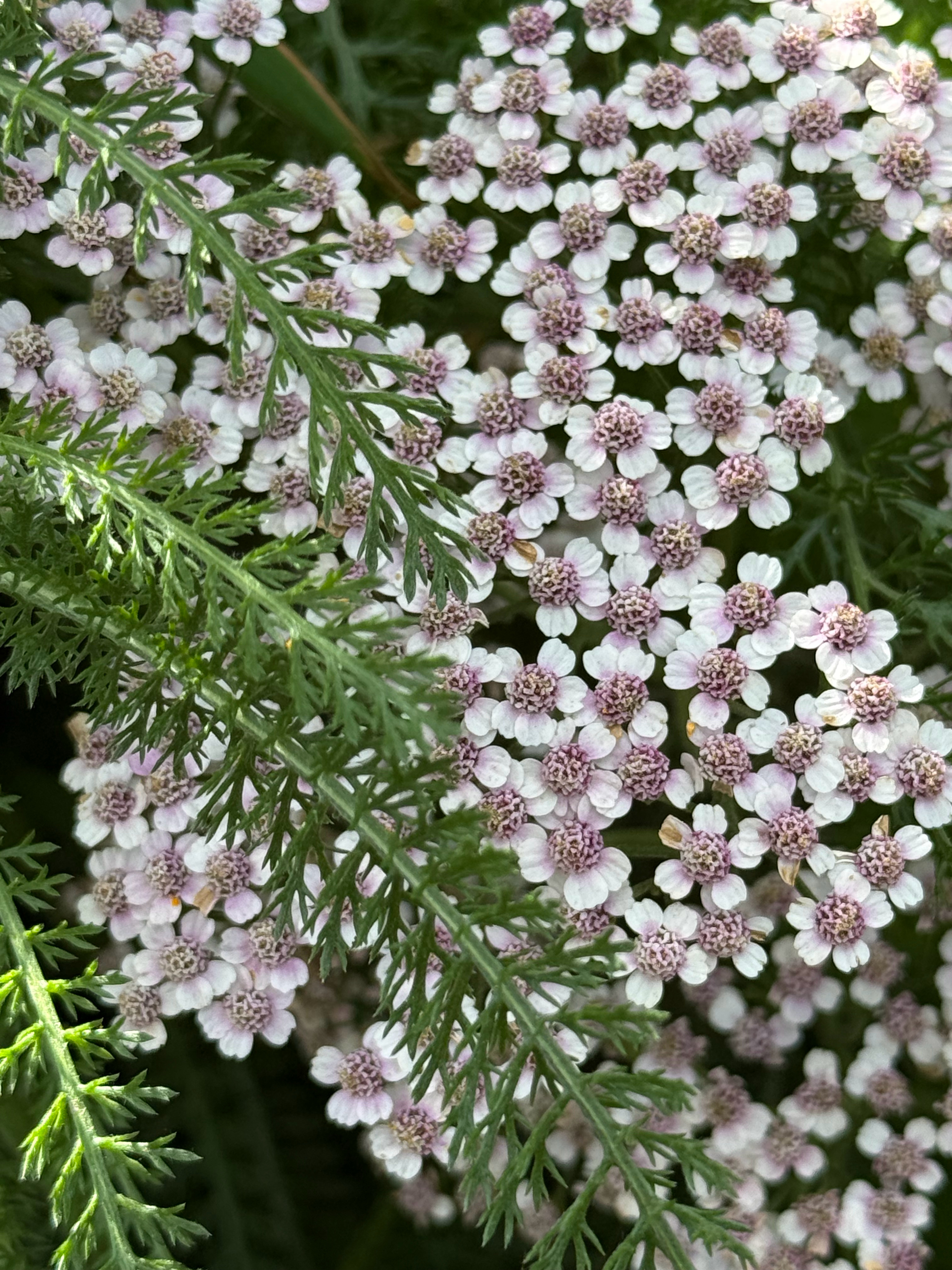 早晨🤎窗外的夏天 
