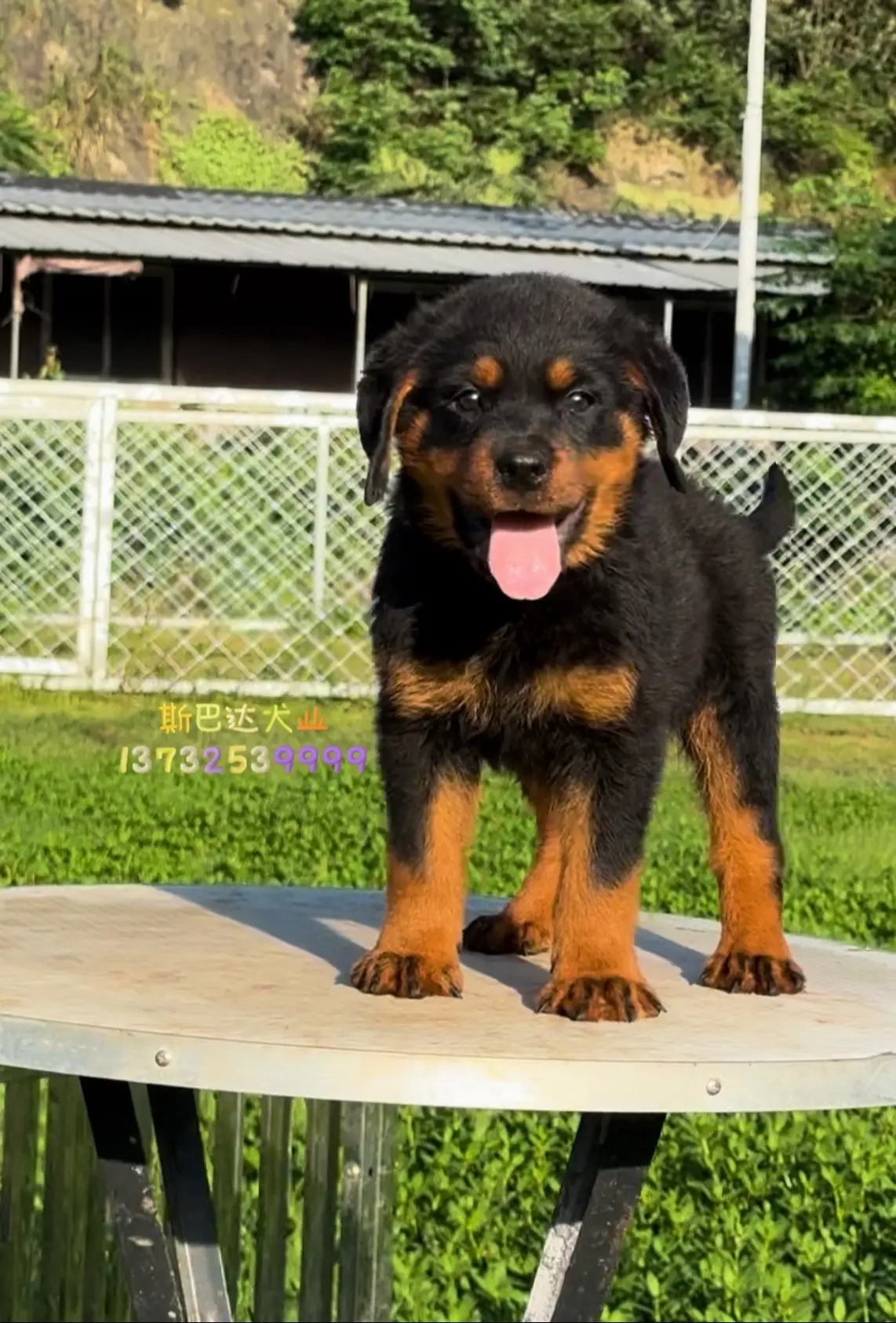 罗威纳 罗威纳犬 防暴犬