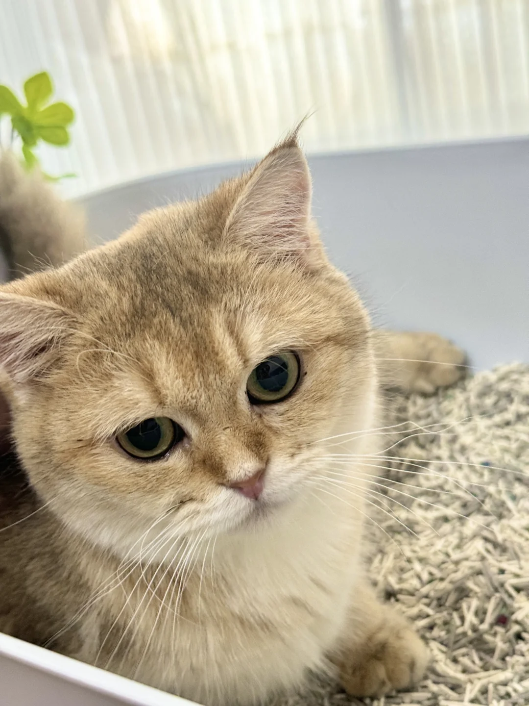 想看看你们的小金