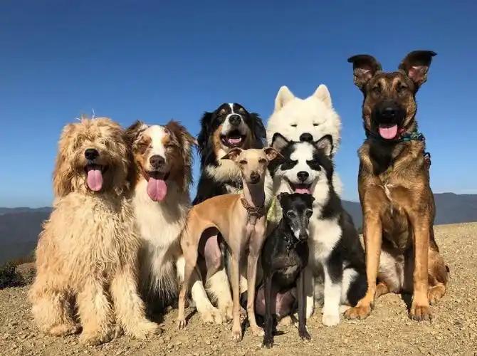 它们不懂得什么叫大义，但是它们知道什么叫“患难与共”。
3月19日，7只狗狗在高