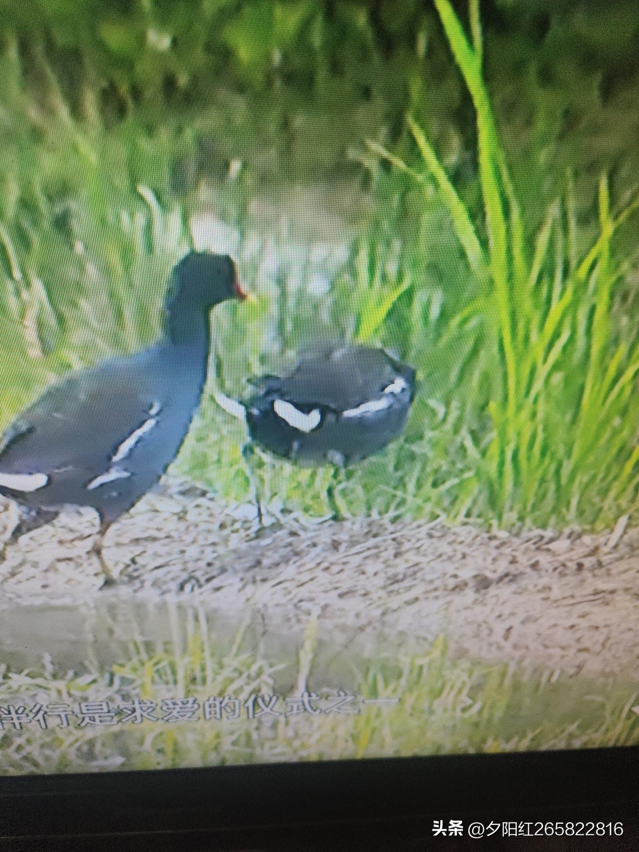 分享一张可爱的水鸟照片，是夏日大兴安岭的鹊鸭。它们是中型鸭类，雄鸭头黑，两颊有白