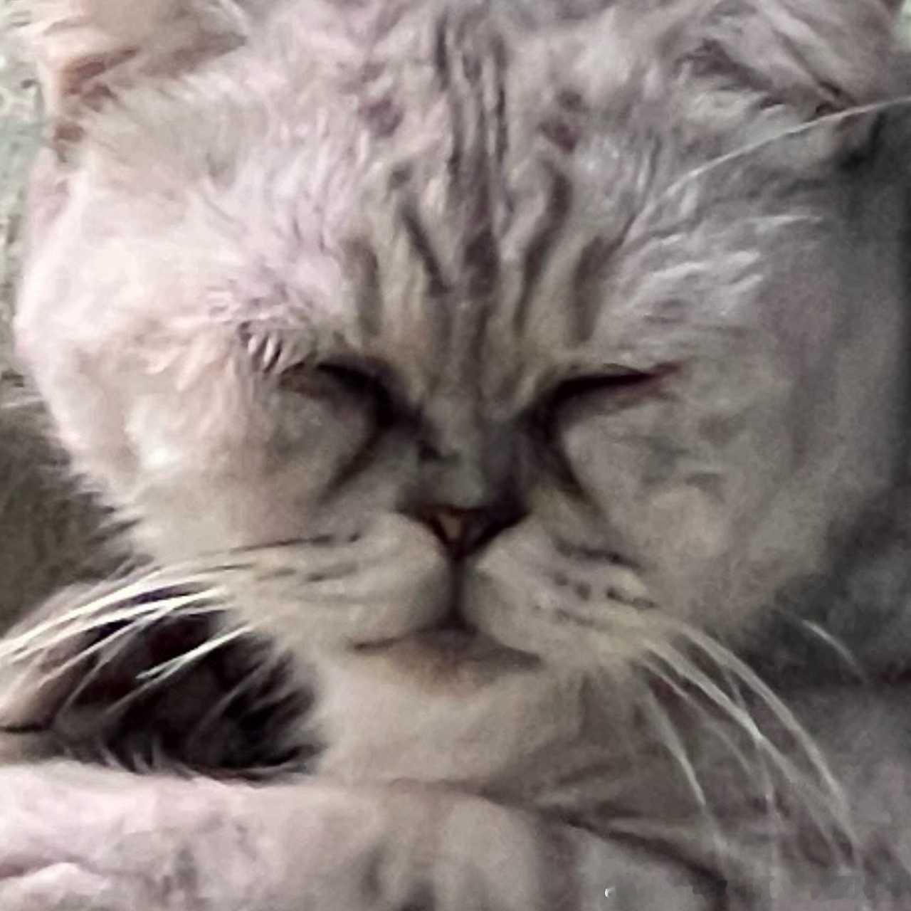 50549【丑猫】很久之前去补课的小区看到的，感觉很命苦 