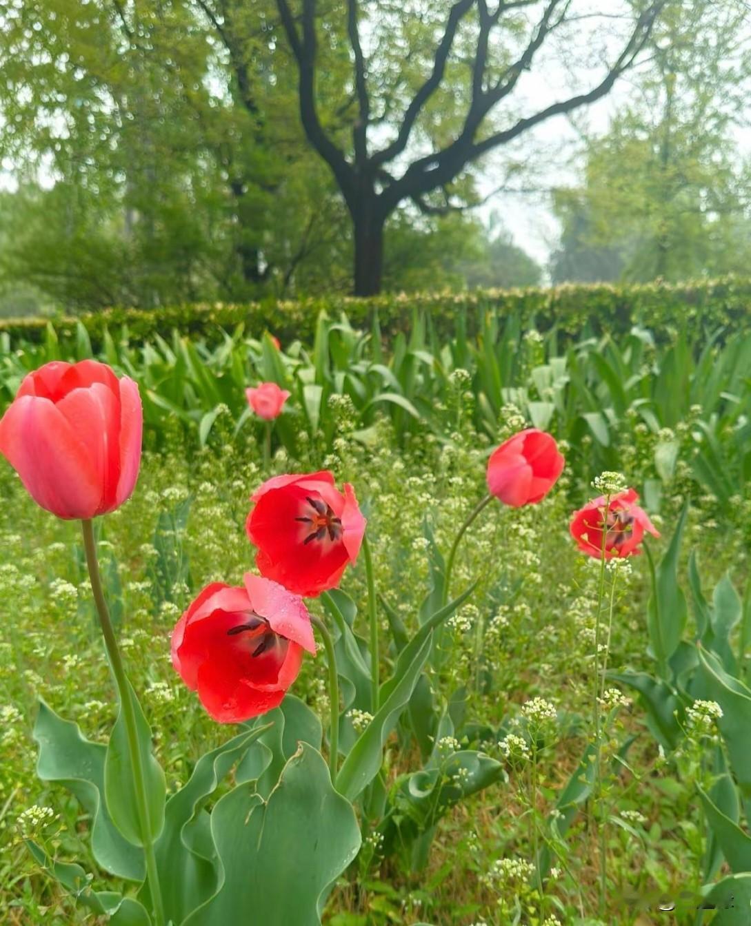今年春天最想实现的心愿 去见一棵树，去等一朵花开，去吹一吹不染尘埃的春风。不求别